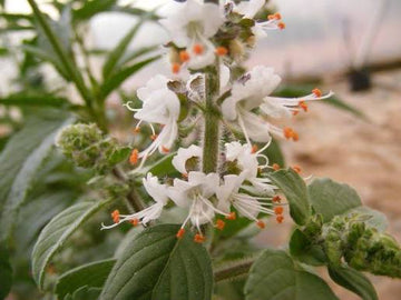 Kilimanjaro Basil Ocimum kilimandscharicum seeds for herb gardening