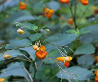 Orange Jewelweed Seeds, Impatiens capensis for Wildflower Gardens