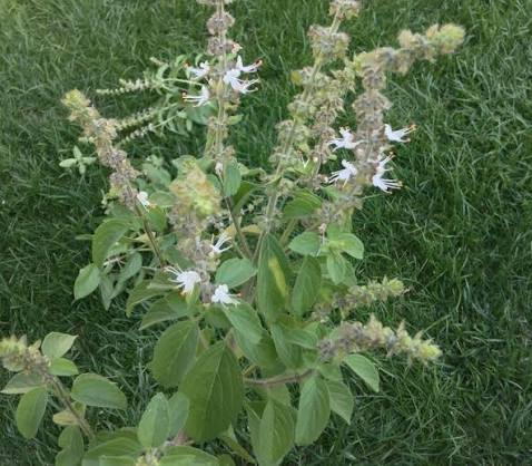 Kilimanjaro Basil Ocimum kilimandscharicum seeds for herb gardening