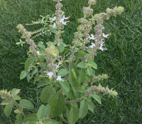 Kilimanjaro Basil Ocimum kilimandscharicum seeds for herb gardening