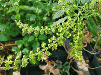 Kivumbasi Lime Basil Ocimum africanum seeds for home gardening