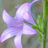 Rampion Seeds – Campanula rapunculus Plant Seeds for Gardening