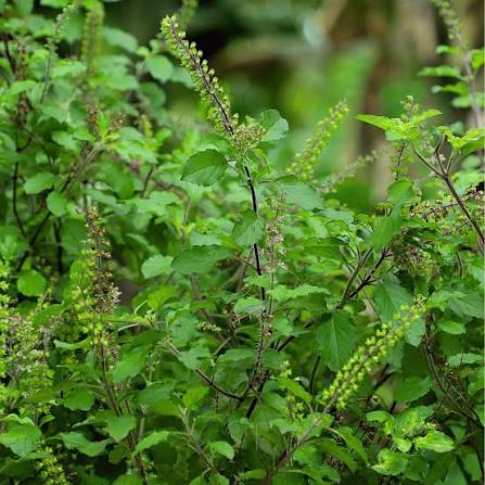 Kivumbasi Lime Basil Seeds Ocimum africanum for Herb Gardens, Home Gardening, Culinary Planting, and Aromatic Garden Spaces