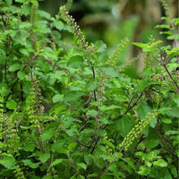Kivumbasi Lime Basil Seeds Ocimum africanum for Herb Gardens, Home Gardening, Culinary Planting, and Aromatic Garden Spaces