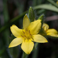 Hypoxis hemerocallidea Seeds – African Star Yellow Flowering Plant