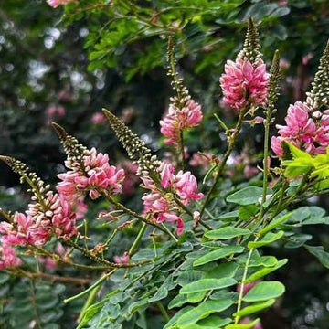 Japanese Pink Indigo Persicaria tinctoria dye plant seeds for garden cultivation.