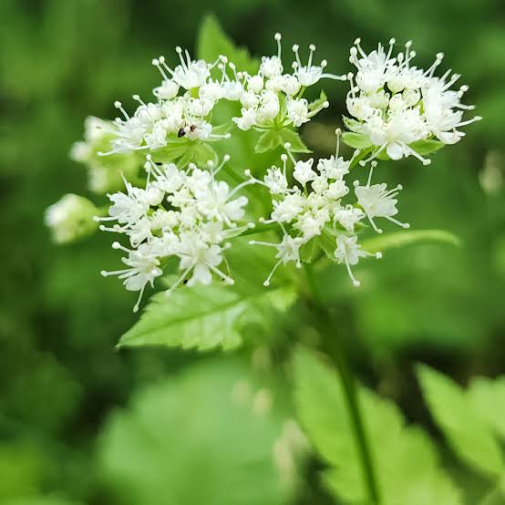 Western Sweetroot Seeds – Osmorhiza occidentalis for Native Gardens