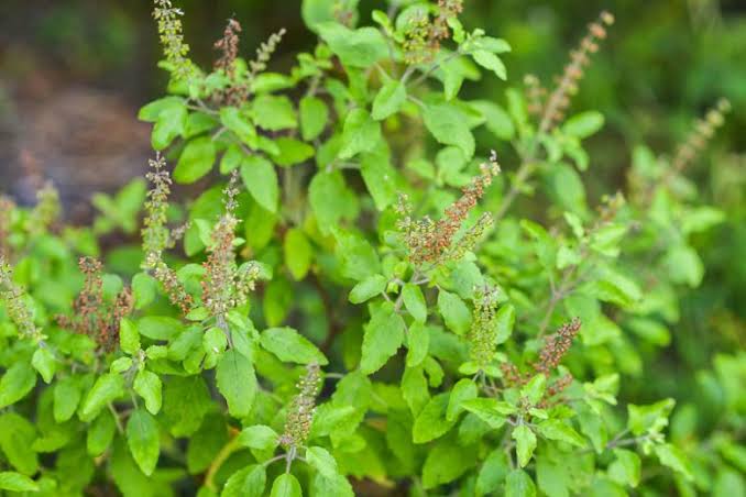 Ocimum africanum basil plant with green aromatic foliage