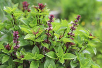 Tree Basil Ocimum suave Seeds for Herb Gardens, Home Gardening, and Natural Garden Planting