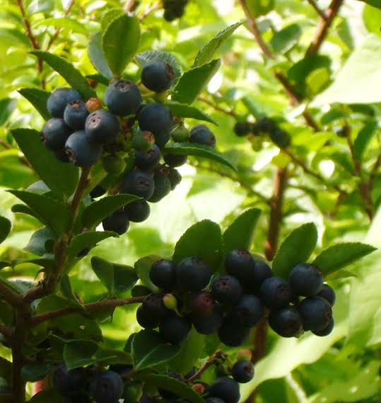 Blue Evergreen Huckleberry, Vaccinium ovatum Seeds for Garden Growing