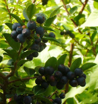Blue Evergreen Huckleberry, Vaccinium ovatum Seeds for Garden Growing