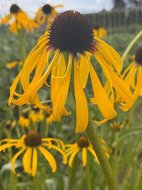 Echinacea paradoxa Organic Seeds, Yellow Coneflower for Wildflower Gardens