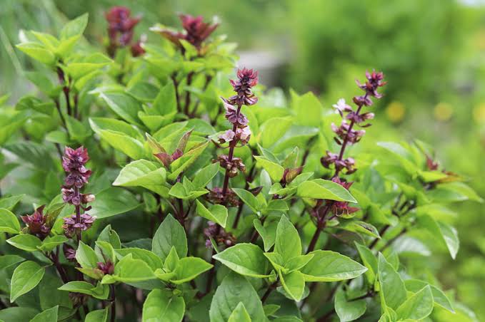 Ocimum Suave Seeds for Growing Tree Basil in Home Gardens, Herb Gardens, and Botanical Plant Collections