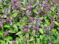 Ocimum suave tree basil seeds for home gardening
