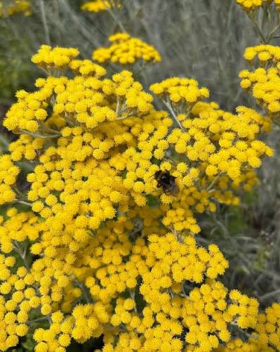 Helichrysum italicum Seeds – Curry Plant for Herb Gardens