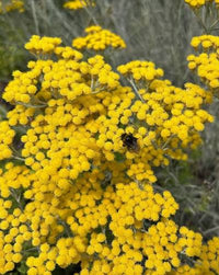 Helichrysum italicum Seeds – Curry Plant for Herb Gardens
