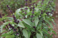 Ocimum suave Tree Basil plant with green foliage
