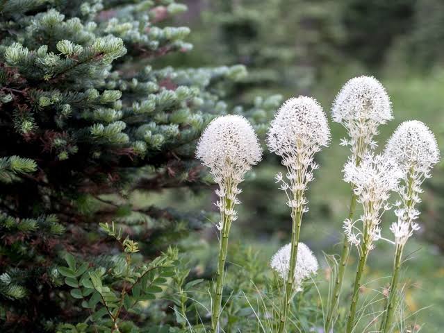 Xerophyllum tenax Bear Grass Seeds for Native Plant Gardens and Outdoor Landscapes