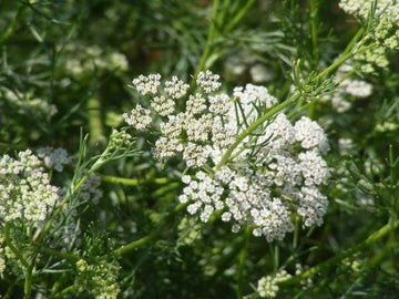 Official Anise Pimpinella anisum seeds for herb garden cultivation