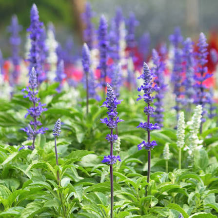 White Chia Salvia hispanica plant seeds for home garden planting