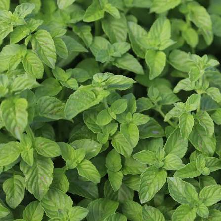 Spearmint Mentha spicata plant seeds for home herb gardening