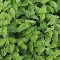 Spearmint Mentha spicata plant seeds for home herb gardening