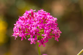 Catchfly Non-So-Pretty Silene Armeria – Hardy Garden Flower Seeds