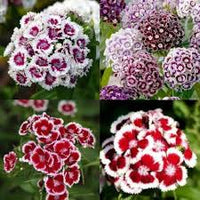 Sweet William Dianthus Barbatus – Vibrant Garden Flower Seeds