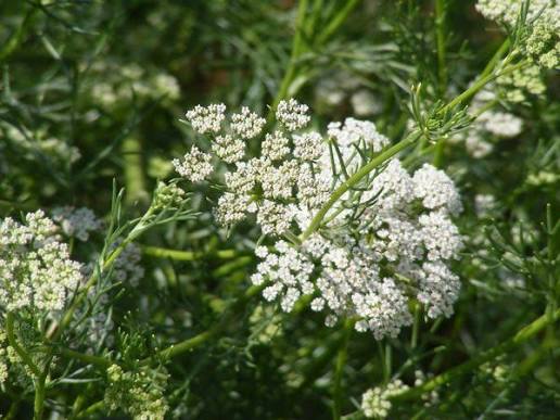 Pimpinella anisum Official Anise seeds for home herb gardens