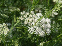 Pimpinella anisum Official Anise seeds for home herb gardens