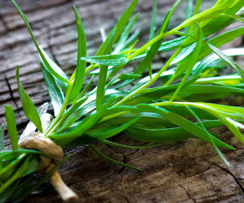 Russian Tarragon Artemisia dracunculoides seeds for herb gardens
