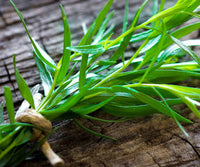 Russian Tarragon Artemisia dracunculoides seeds for herb gardens