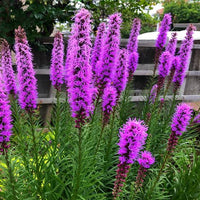 Gayfeather Liatris spicata perennial plants growing in a sunny ornamental garden border with tall purple flowers above slender green foliage.