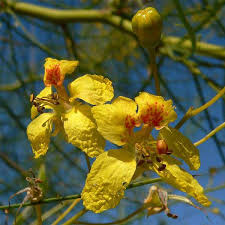Parkinsonia Aculeata – Mexican Palo Verde Shrub Tree Seeds