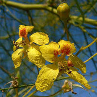 Parkinsonia Aculeata – Mexican Palo Verde Shrub Tree Seeds