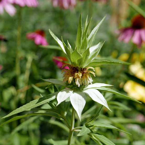 Monarda punctata aromatic green foliage and distinctive flowers in a naturalistic herb garden