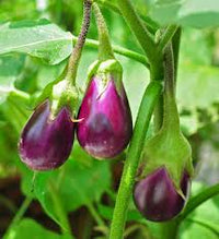 Round Purple Eggplant Solanum Melongena – Hardy Vegetable Seeds