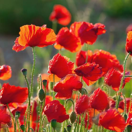 Hayflower Pasture Mix Seeds for Natural Meadow and Grassland Planting