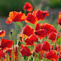 Hayflower Pasture Mix Seeds for Natural Meadow and Grassland Planting