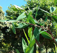 Indian Hemp, Apocynum cannabinum perennial plant with green foliage and clusters of small flowers