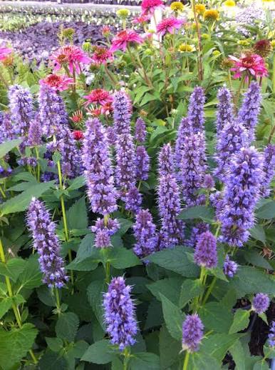Hyssopus officinalis hyssop herb featuring narrow green aromatic leaves and upright flower spikes.