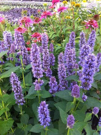 Hyssopus officinalis hyssop herb featuring narrow green aromatic leaves and upright flower spikes.