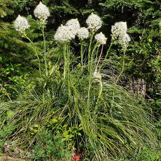 Bear Grass Xerophyllum tenax seeds for natural landscaping