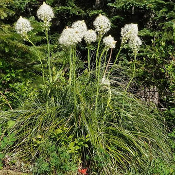 Bear Grass Xerophyllum tenax seeds for natural landscaping