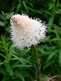 Bear Grass Xerophyllum tenax Seeds for Native Plant Gardens, Natural Landscaping, and Ornamental Garden Spaces