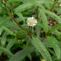 Eclipta Eclipta alba seeds, organic