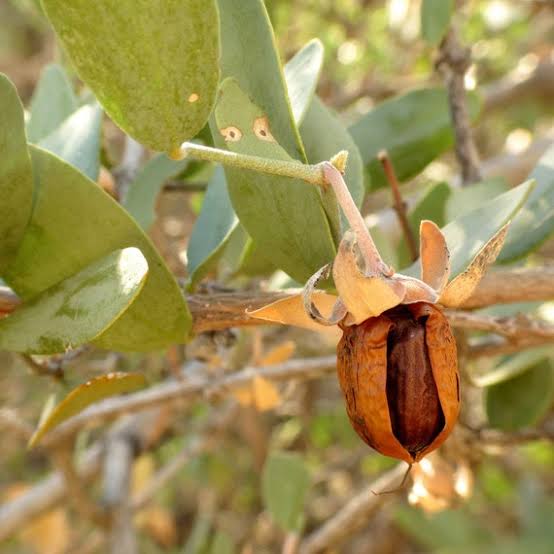 Jojoba Shrub Seeds – Simmondsia chinensis for Drought-Tolerant Landscaping