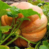 Dills Atlantic Giant – Garden Vegetable Seeds