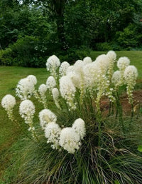 Bear Grass Seeds Xerophyllum tenax for Natural Landscaping and Garden Spaces