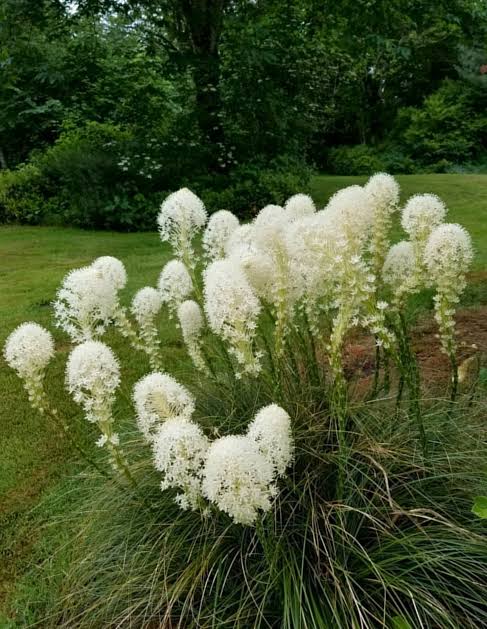 Bear Grass perennial plant with long, narrow green foliage
